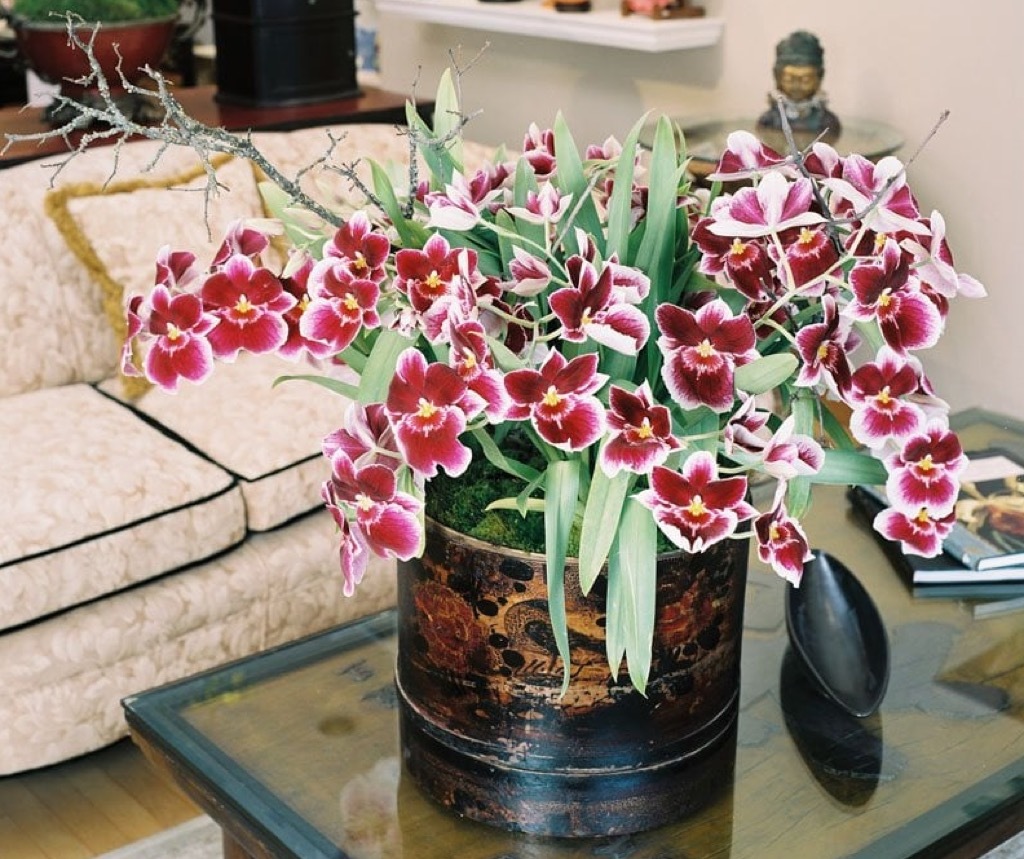 orchid flowers in a vase