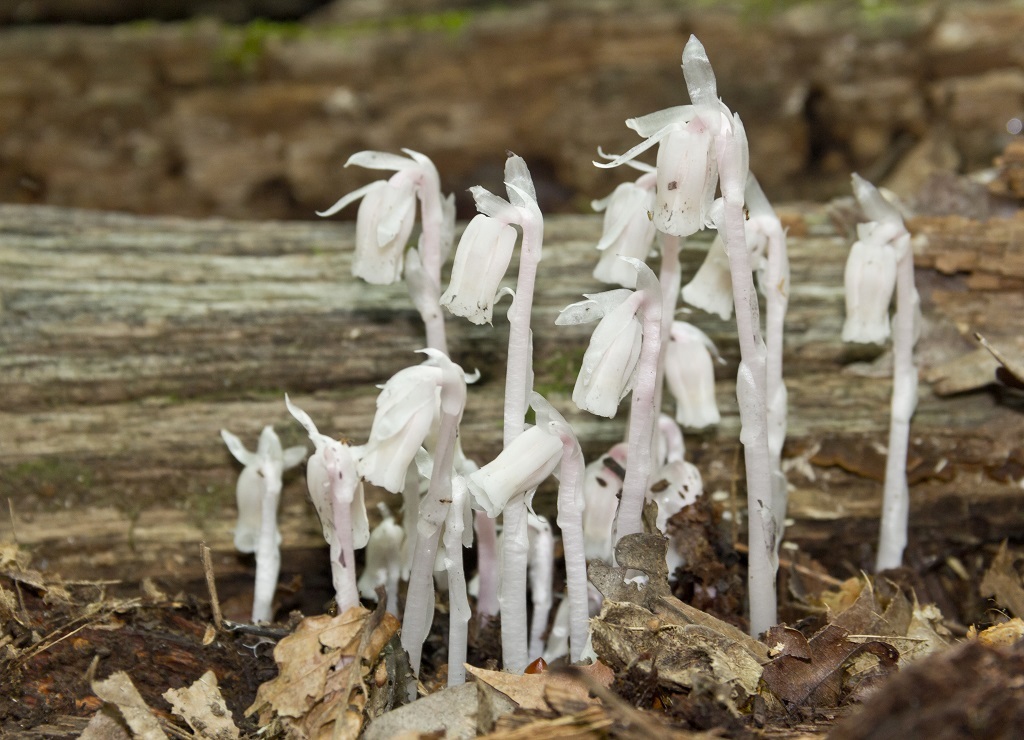 Ghost Plant terrifying plants