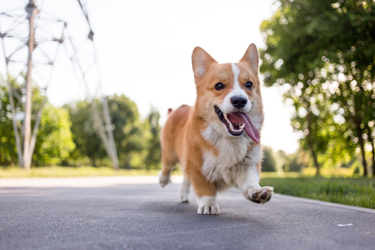 Pembroke Welsh Corgi running in the road, top dog breeds