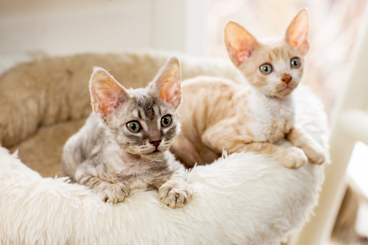 two cornish rex kittens in pet bed