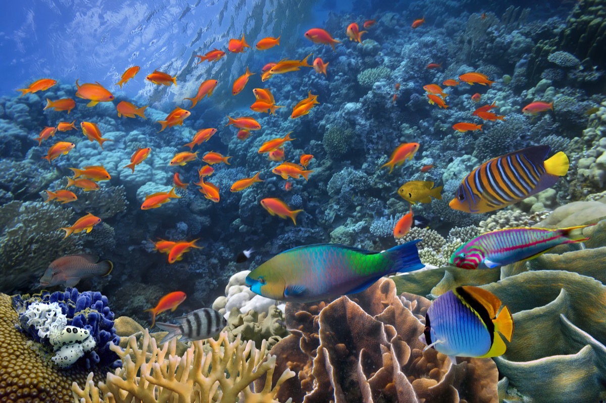 Tropical fish on coral reef