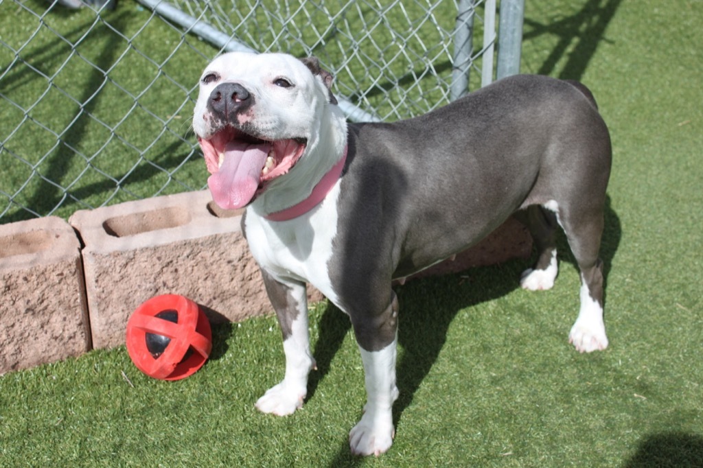 dogs sweat through their paws