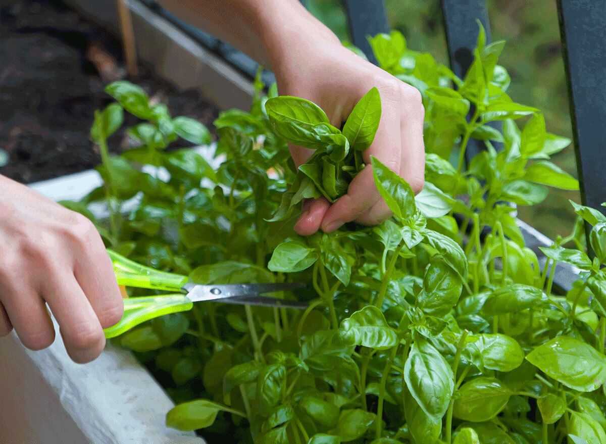 cutting basil from garden