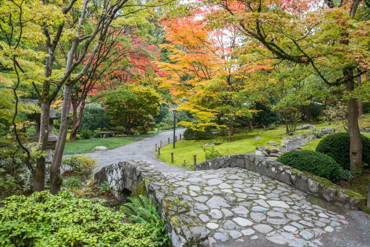 stone bridge and walkway surrounded by fall foliage at washington park arboretum in seattle