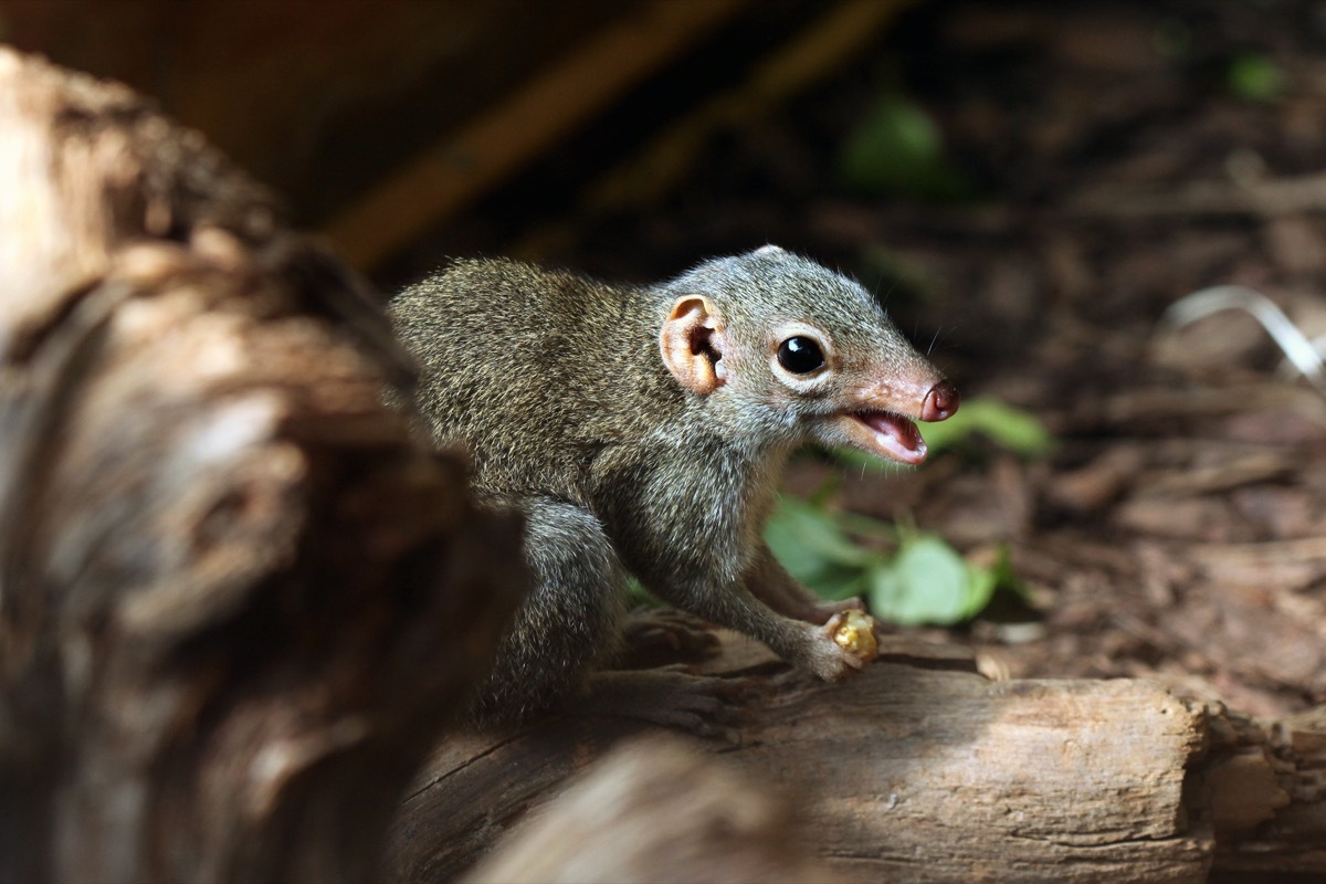 Tree shrew