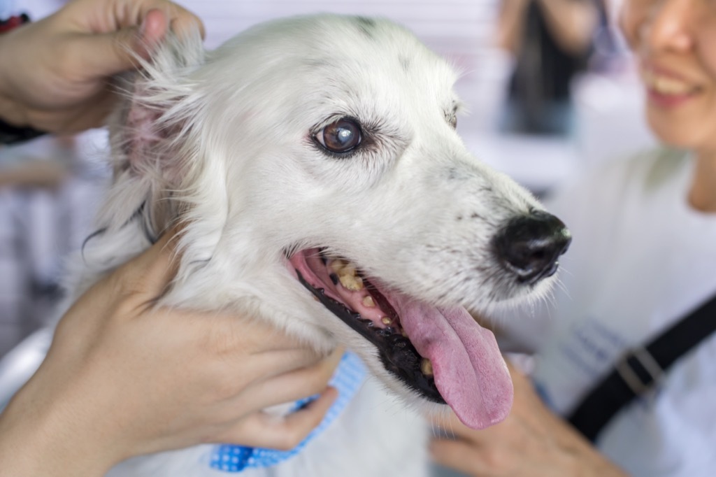 Dog with an ear infection