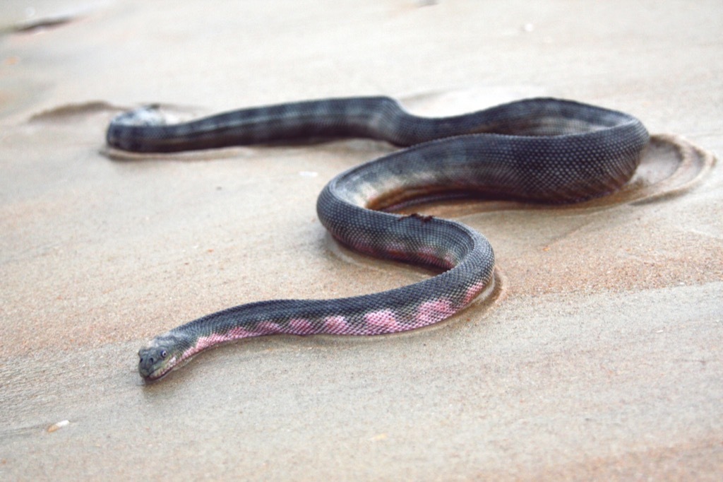 Beaked sea snake