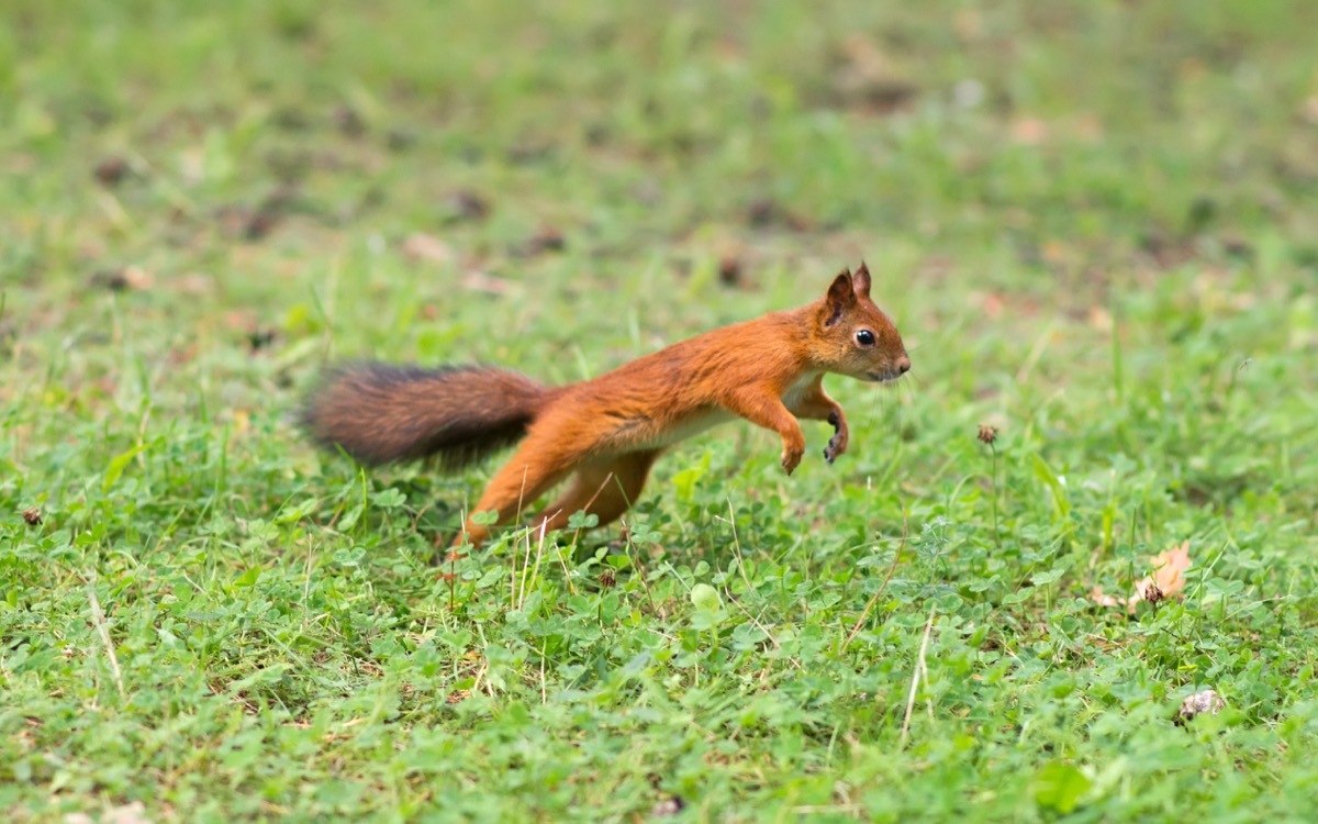 Squirrel running in the grass