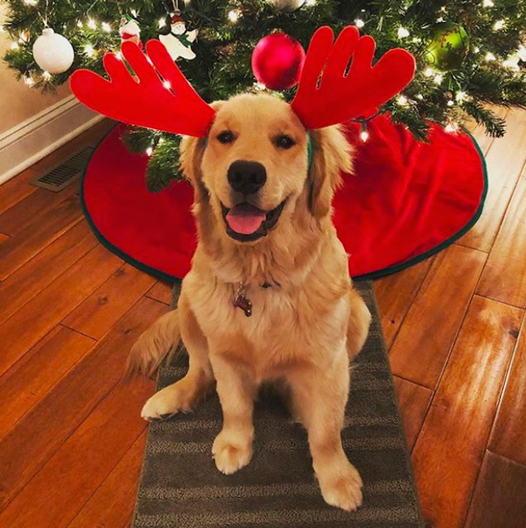 dogs excited about christmas