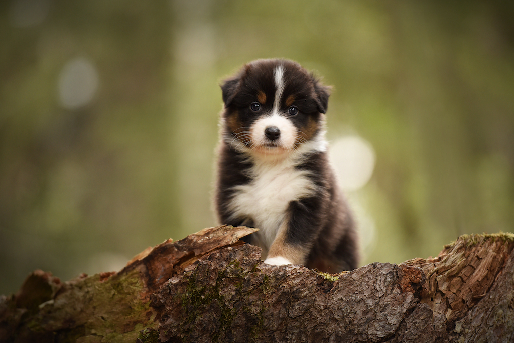 australian-shepherd