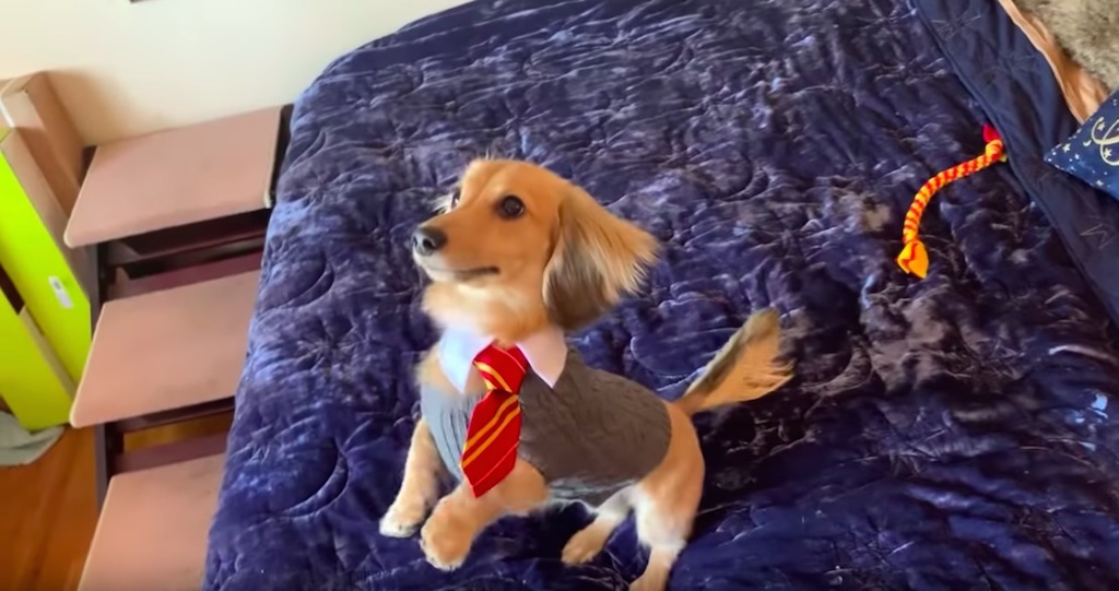 dog performs harry potter tricks