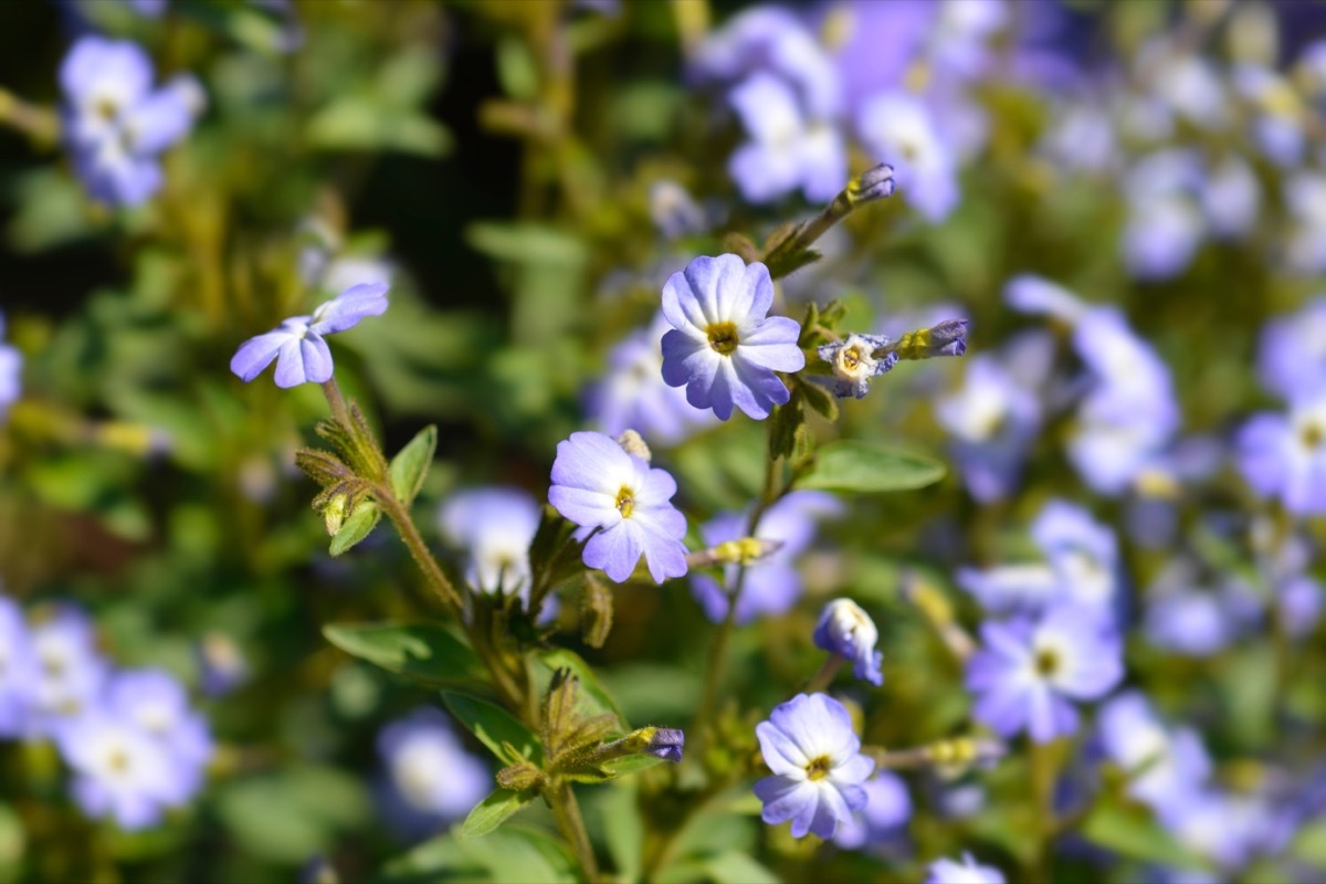 Bush violet flowers - Latin name - Browallia americana