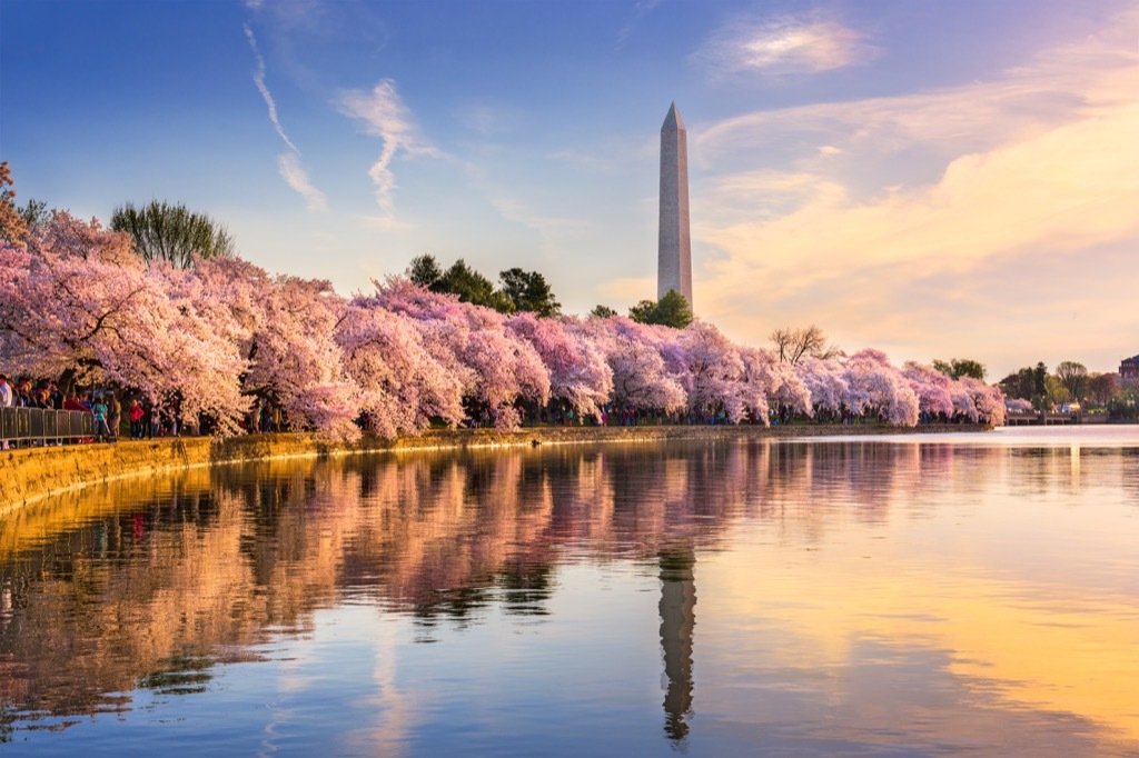 the cherry blossoms bloom over the reservoir and washington monument